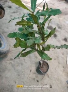Full Sun Exposure Macadamia Nut Plant