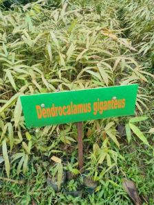 Dendrocalamus Giganteus Bamboo Plant