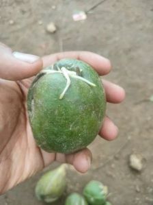 Muli Bamboo Seeds