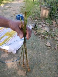 Fast Growth Bamboo Plant