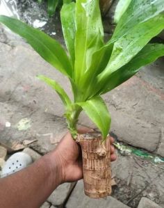 Brazilian Lucky Wood Plant