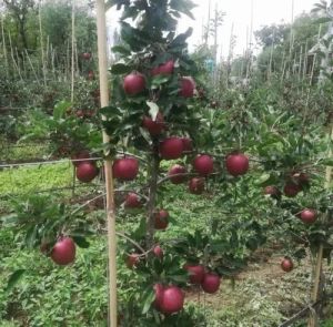 Red Apple Plant
