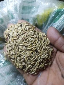 Bambusa Bambos Seeds