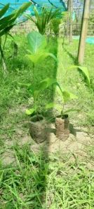 Teak Wood Plant