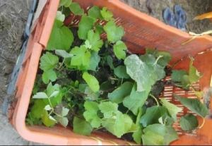 Green Grapes Plant