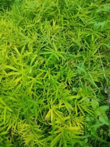 Nutan Bamboo Plant