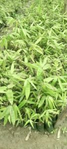 Tulda Bamboo Plant