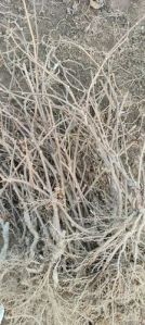 Grafted Kiwi Plant
