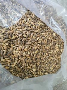 Giant Bamboo Seeds