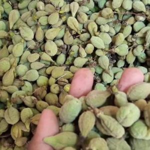 Agarwood Seeds