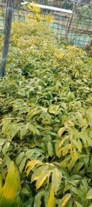 Green Agarwood Plant