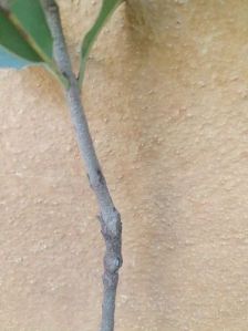 Full Sun Exposure Macadamia Nut Plant