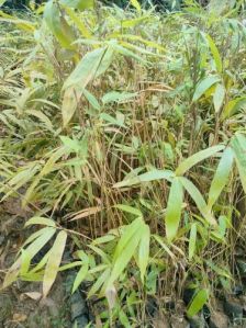 Dendrocalamus Giganteus Bamboo Plant