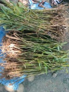 Fast Growth Bamboo Plant