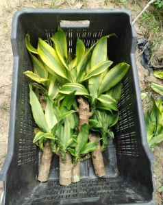 Brazilian Lucky Wood Plant