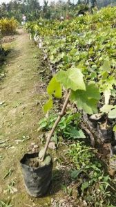 Green Grapes Plant