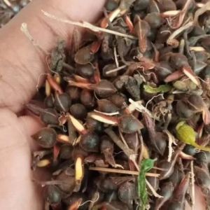 Agarwood Seeds