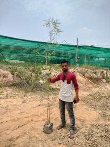 Polymorpha Bamboo Plant