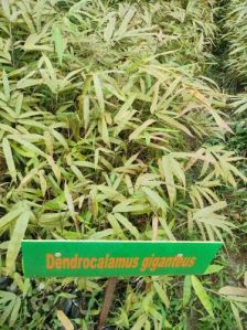Dendrocalamus Giganteus Bamboo Plant