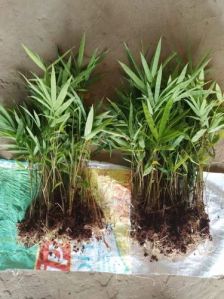 Fast Growth Bamboo Plant