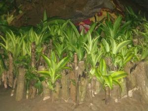 Brazilian Lucky Wood Plant