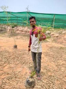 Polymorpha Bamboo Plant