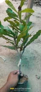 Full Sun Exposure Macadamia Nut Plant