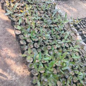 Green Macadamia Nut Plant