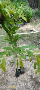 Green Agarwood Plant