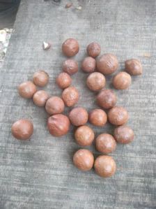 macadamia nut seeds