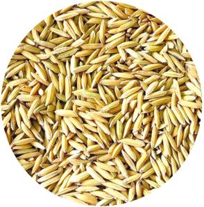 paddy seed