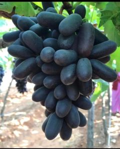 Fresh Black Grapes