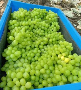 Fresh Green Grapes