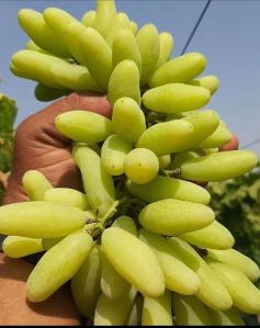 Fresh Long Green Grapes