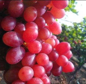 fresh red globe grapes