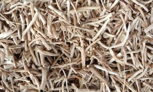 Dried Shatavari Roots