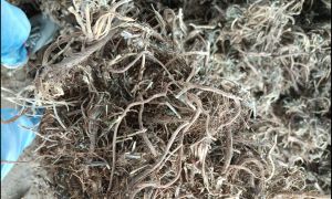 Akarkara Roots