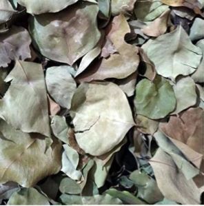 Dried Sheesham Leaves