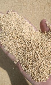 White Quinoa Seeds
