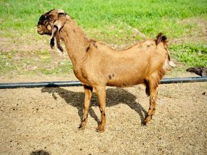 Live Sirohi Female Goat