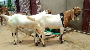Live Totapuri Goat