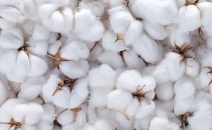 Raw Cotton