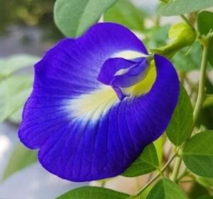 Blue Pea Flower