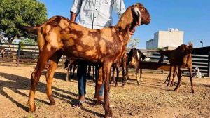 Sirohi Pregnant Goat