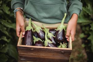 Brinjal