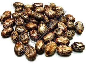 Caster Seeds