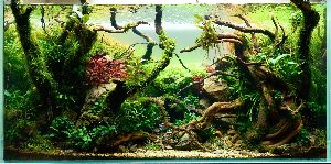 Aquarium driftwood