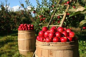 Apple Fruit