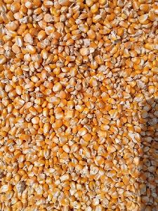 animal feed yellow maize seeds