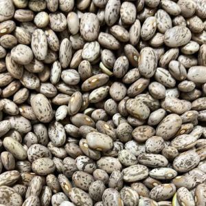 Non-GMO Pinto Beans&ndash; Fresh Harvest